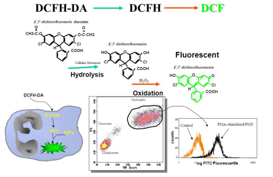 H2DCFDA (DCFH-DA) 