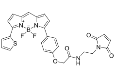 BDP TR maleimide.png