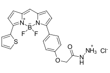 BDP TR hydrazide.png