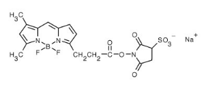  BODIPY FL Sulfonated Succinimidyl Ester.png