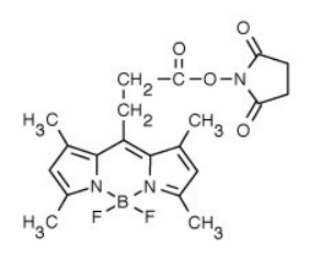 BODIPY 493/503 NHS 酯（琥珀酰亚胺酯）.png