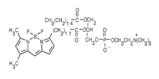 β-BODIPY FL C12-HPC.png