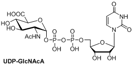 UDP-GlcNAcA.png