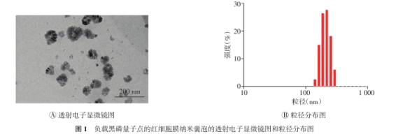 红细胞膜负载黑磷量子点(BPQD-EMNVs6.png