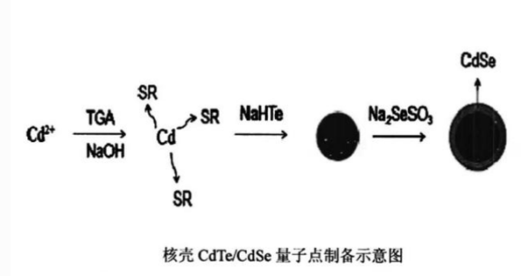 核壳型CdSe/ZnS量子点.png