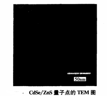 功能肽RGDC修饰CdSe/ZnS量子点.png