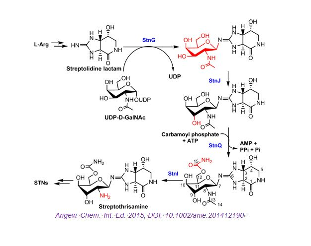 尿苷二磷酸葡萄糖-4-表异构酶(UDP-glucose-4-epimerase).png