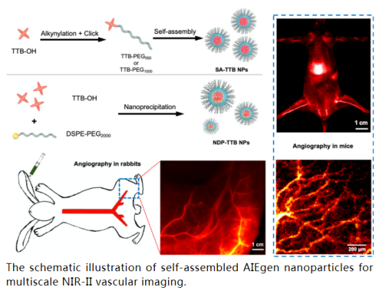 自组装聚集诱导发光纳米探针用于多尺度近红外二区血管成像.png