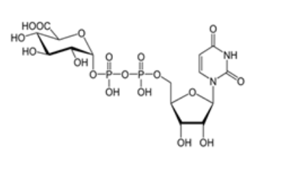 UDP-葡糖醛酸.png