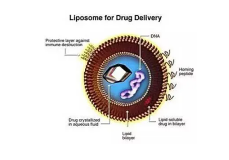 CY7修饰的脂质体载药 Liposome.png