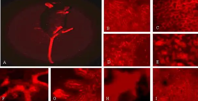 CY3-DNA，花菁染料cy3荧光标记脱氧核糖核酸DNA.png