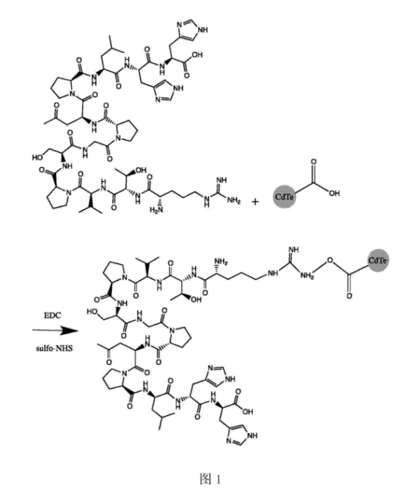 CLV3十二肽修饰CdTe量子点.png