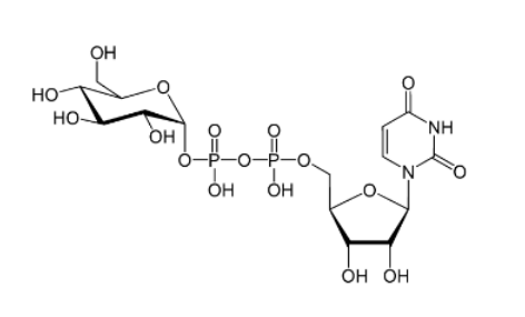 UDP-葡萄糖（UDP-Glc）.png