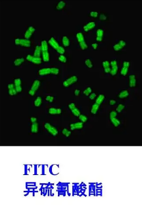 FITC-Mannitol|异硫氰酸荧光素荧光标记甘露醇.png