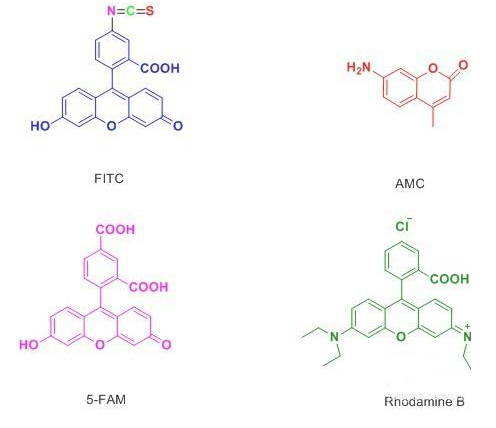常用的多肽修饰荧光物质.png