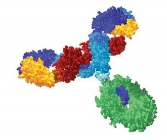 单克隆抗体的结构