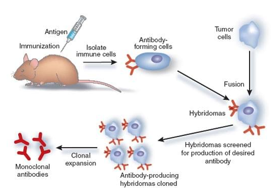 单克隆抗体的制备过程