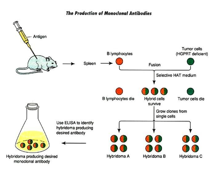 单克隆抗体的制备过程