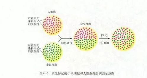 同位素标记法与荧光标记法的区别有哪些？