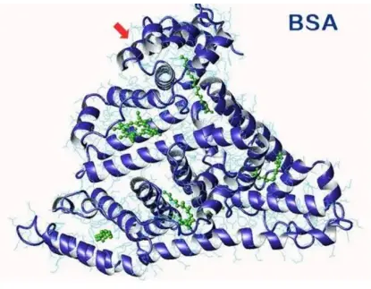 2-OA-BSA;2-Octynoic Acid-BSA;2-辛炔酸-牛血清白蛋白用于免疫病研究
