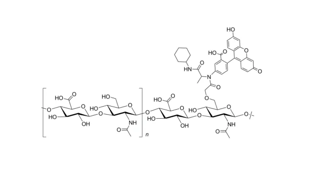 FITC-dextran