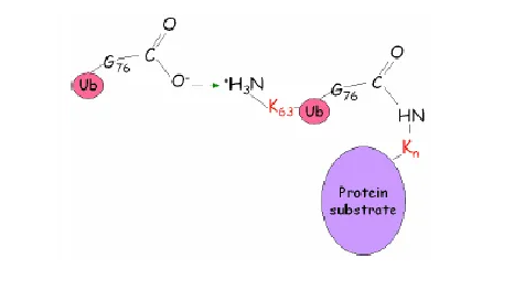 Ubiquitin-Biotin