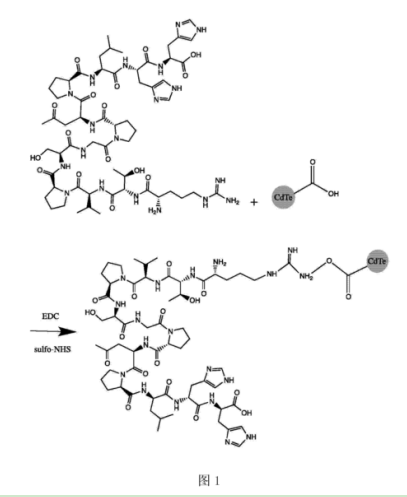 CLV3十二肽修饰CdTe量子点