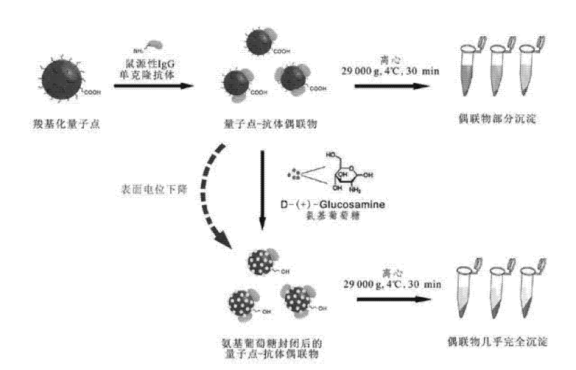 IgG类单克隆抗体偶联水溶性羧基化量子点