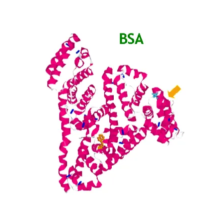 (BSA)