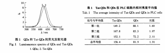 CdTe量子点共价偶联多肽Tat