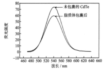 脂质体包裹的CdTe复合量子点