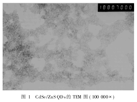 功能肽RGDC修饰CdSe/ZnS量子点