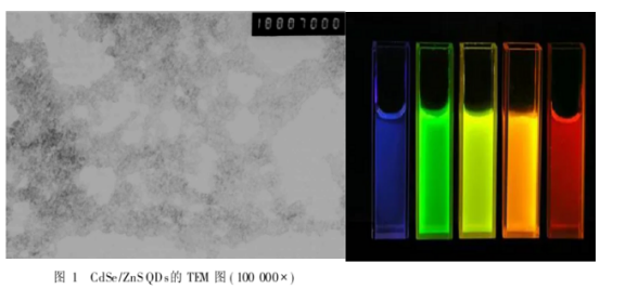 CdTe/CdS核/壳量子点