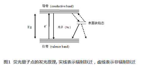 聚乙烯亚胺包裹ZCIS量子点搭载核酸