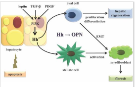 ICG-HSA-OPN