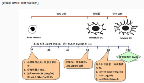 BMDC小鼠骨髓树突状细胞膜包覆纳米粒