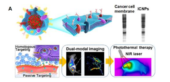 包载吲哚菁绿(ICG)的聚合物-**细胞膜仿生纳米颗粒（ICNPs）