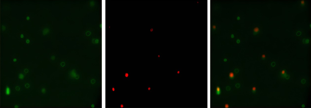 Chitosan Oligosaccharide