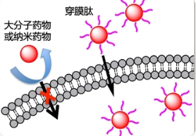 FITC荧光标记穿膜肽CPP