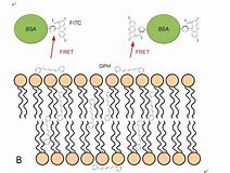 BSA-FITC Conjugate