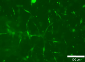 FITC-Lysozyme