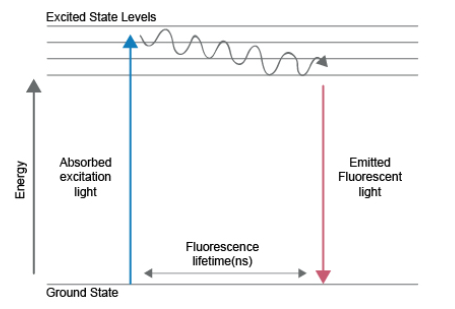 荧光素的发光机理