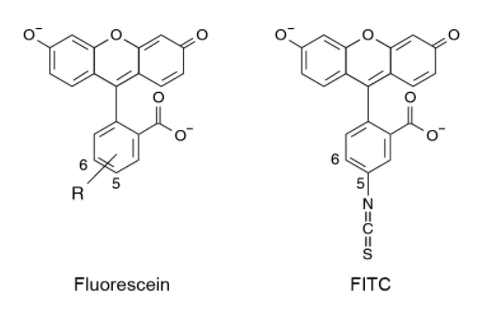 异硫氰酸荧光素（FITC）标记