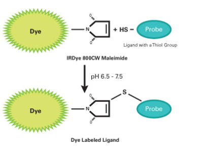 IRDye 800CW Maleimide