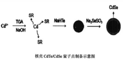 水溶性CdseTe/ZnS量子点