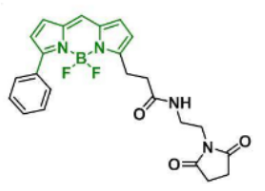 荧光染料BDP R6G maleimide/马来酰亚胺  CAS:2183473-32-5的激发发射波长是多少？