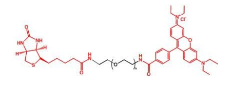罗丹明聚乙二醇生物素，RB-PEG-BN，Rhodamine-PEG-BIOTIN产品解析