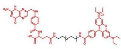 荧光染料罗丹明-聚乙二醇-叶酸，RB-PEG-FA，Rhodamine-PEG-Folate产品性质解析