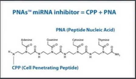 FITC-Ahx-PNA