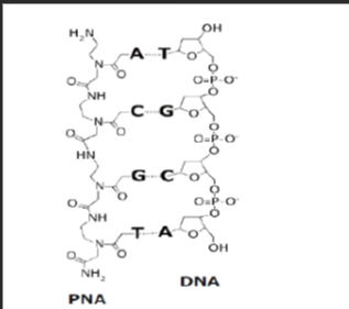 DNA修饰肽核酸pna